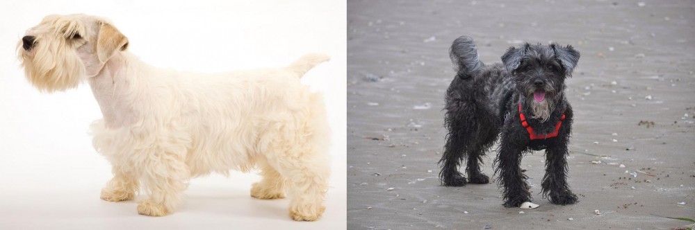 YorkiePoo vs Sealyham Terrier - Breed Comparison