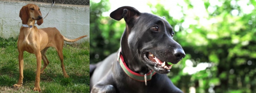 Shepard Labrador vs Segugio Italiano - Breed Comparison