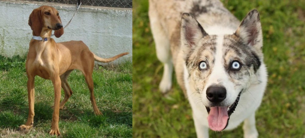 Shepherd Husky vs Segugio Italiano - Breed Comparison