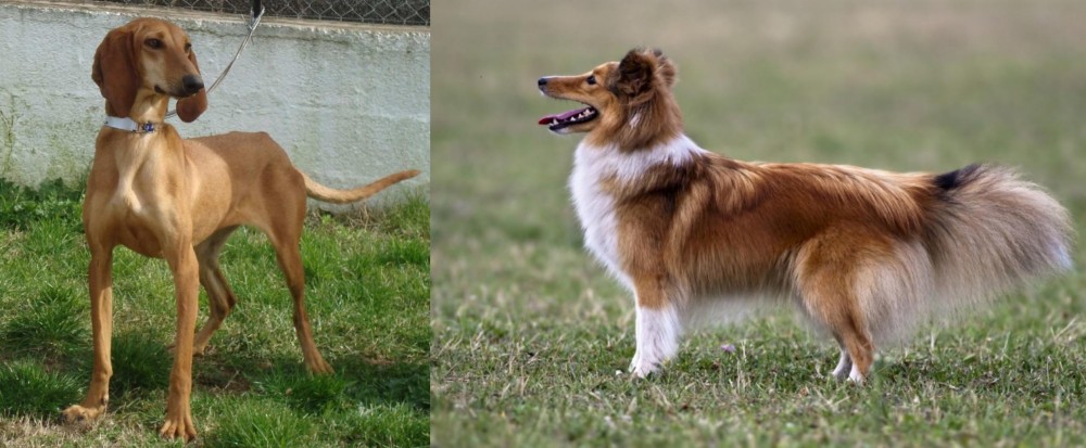 Shetland Sheepdog vs Segugio Italiano - Breed Comparison