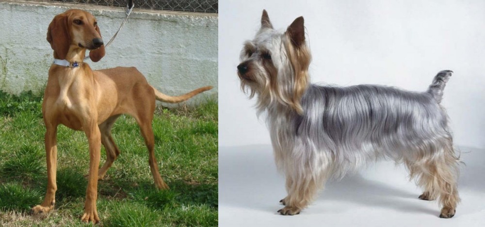 Silky Terrier vs Segugio Italiano - Breed Comparison