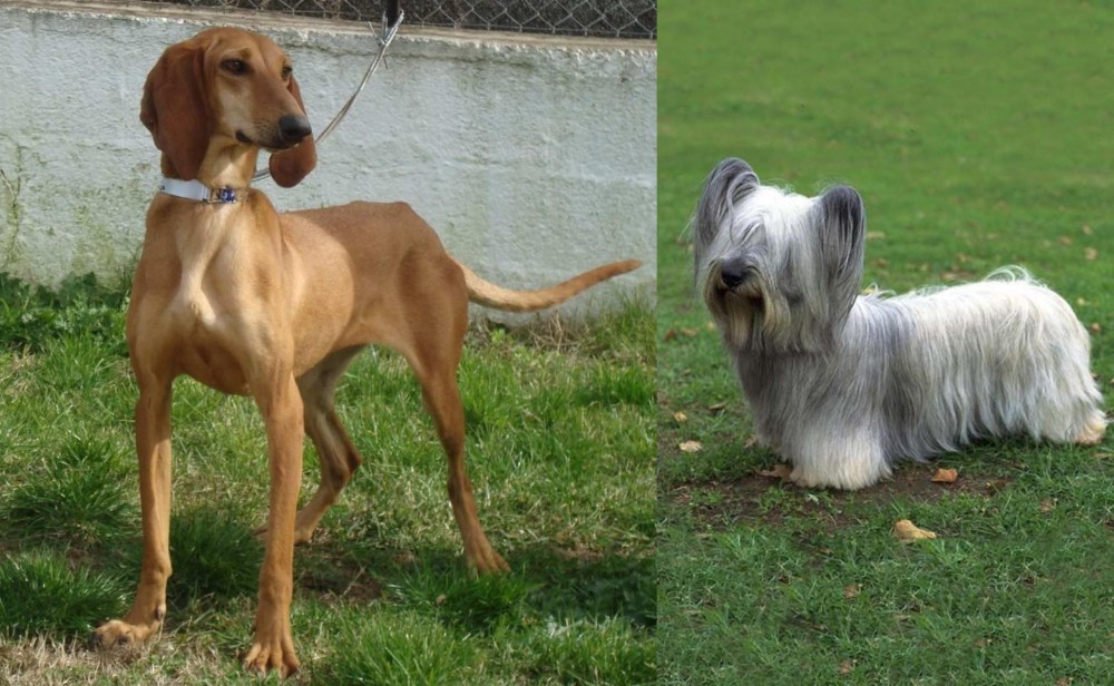 Skye Terrier vs Segugio Italiano - Breed Comparison
