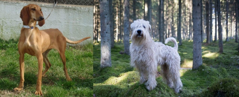 Soft-Coated Wheaten Terrier vs Segugio Italiano - Breed Comparison