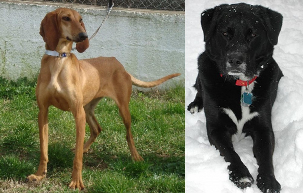 St. John's Water Dog vs Segugio Italiano - Breed Comparison