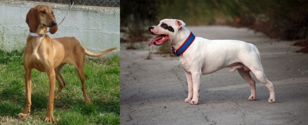 Staffordshire Bull Terrier vs Segugio Italiano - Breed Comparison