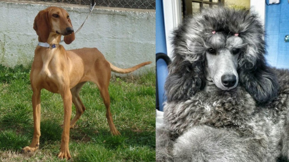 Standard Poodle vs Segugio Italiano - Breed Comparison