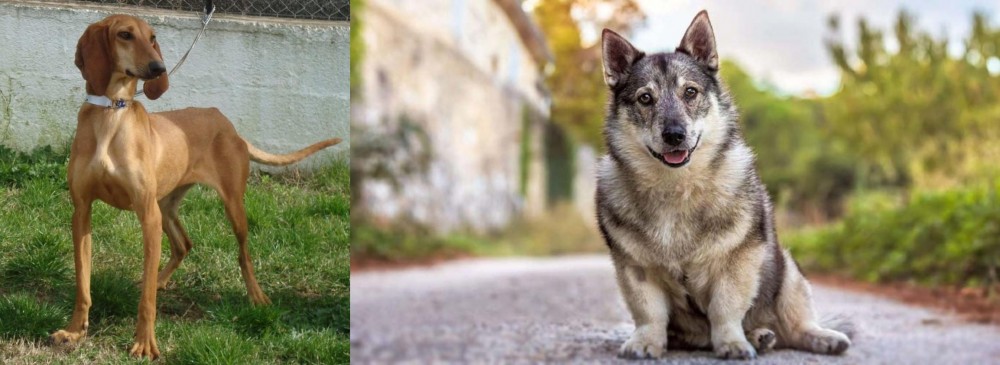 Swedish Vallhund vs Segugio Italiano - Breed Comparison