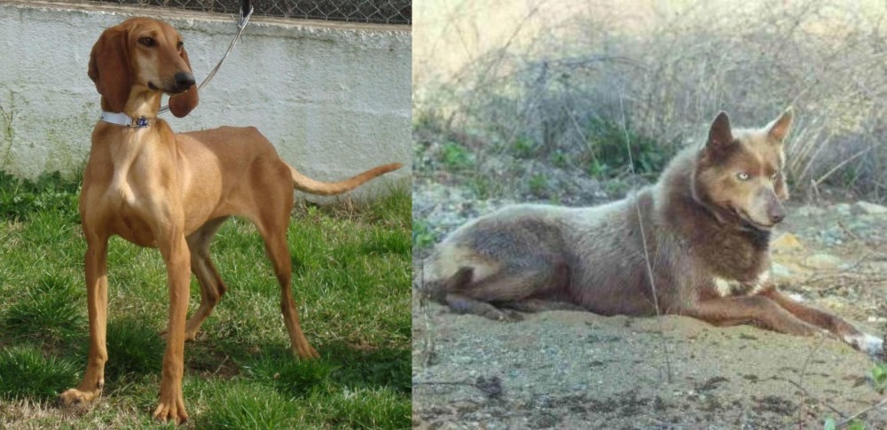 Tahltan Bear Dog vs Segugio Italiano - Breed Comparison