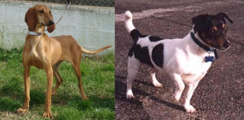 Teddy Roosevelt Terrier vs Segugio Italiano - Breed Comparison