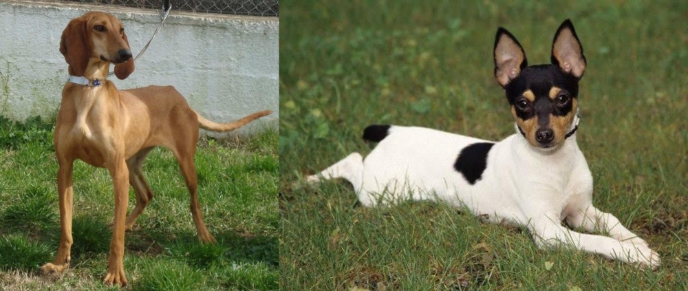 Toy Fox Terrier vs Segugio Italiano - Breed Comparison