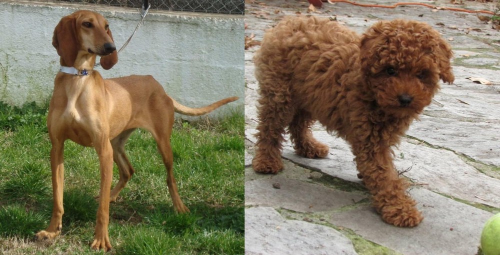 Toy Poodle vs Segugio Italiano - Breed Comparison