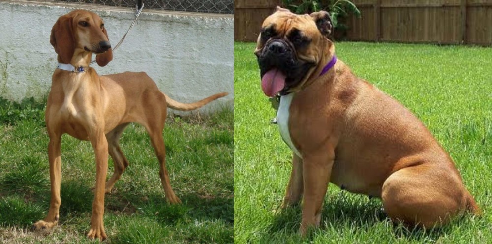 Valley Bulldog vs Segugio Italiano - Breed Comparison