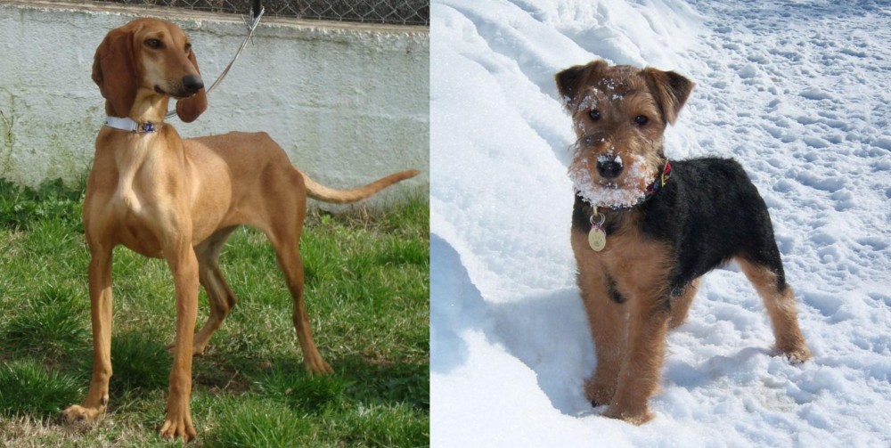 Welsh Terrier vs Segugio Italiano - Breed Comparison