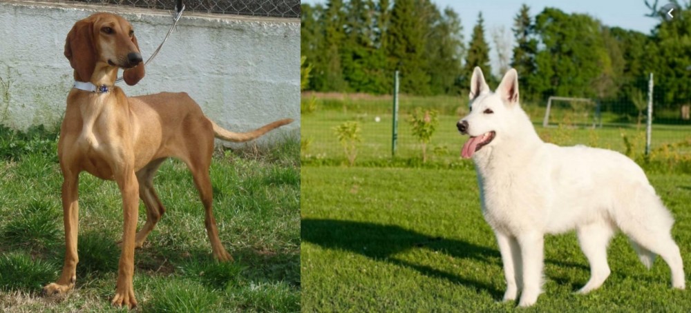 White Shepherd vs Segugio Italiano - Breed Comparison