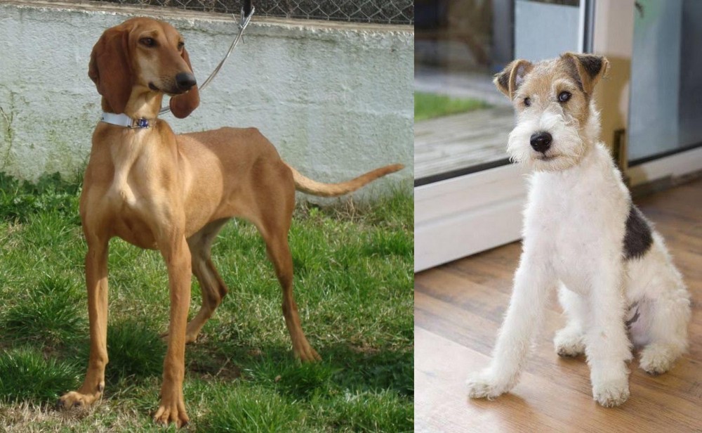Wire Fox Terrier vs Segugio Italiano - Breed Comparison
