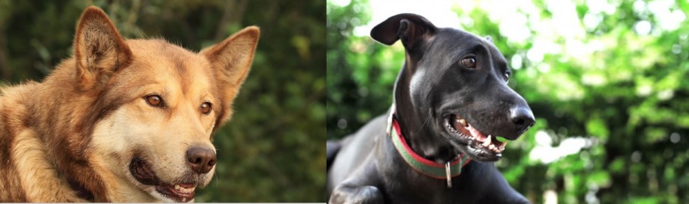 Shepard Labrador vs Seppala Siberian Sleddog - Breed Comparison