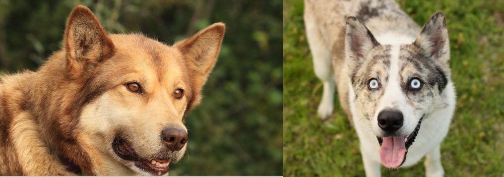 Shepherd Husky vs Seppala Siberian Sleddog - Breed Comparison