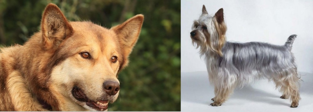 Silky Terrier vs Seppala Siberian Sleddog - Breed Comparison