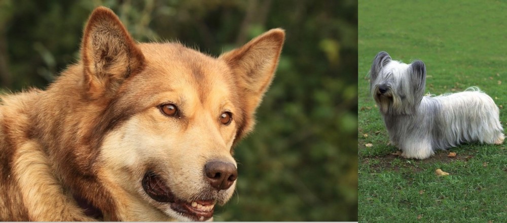 Skye Terrier vs Seppala Siberian Sleddog - Breed Comparison
