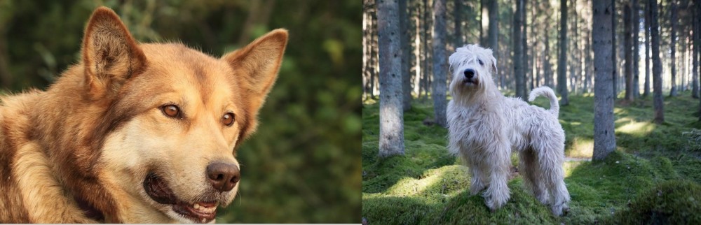 Soft-Coated Wheaten Terrier vs Seppala Siberian Sleddog - Breed Comparison