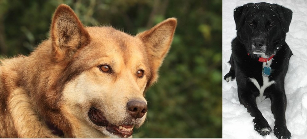 St. John's Water Dog vs Seppala Siberian Sleddog - Breed Comparison