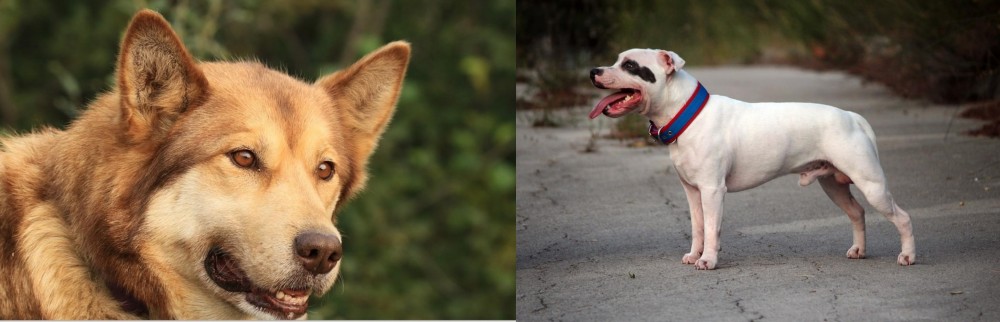 Staffordshire Bull Terrier vs Seppala Siberian Sleddog - Breed Comparison