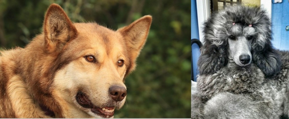 Standard Poodle vs Seppala Siberian Sleddog - Breed Comparison
