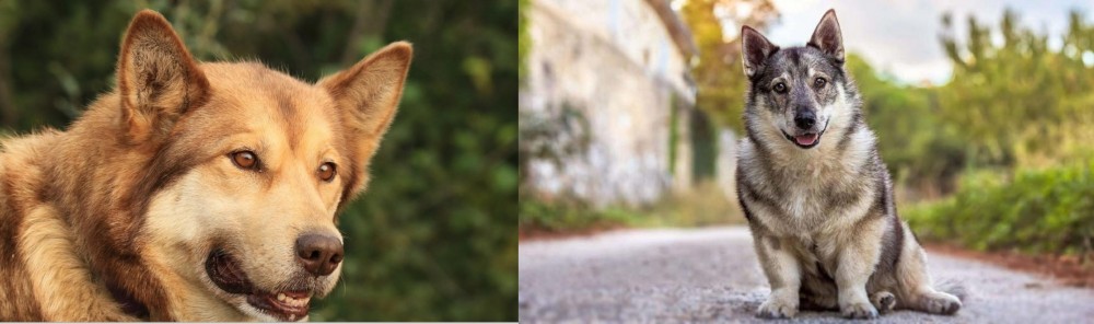 Swedish Vallhund vs Seppala Siberian Sleddog - Breed Comparison