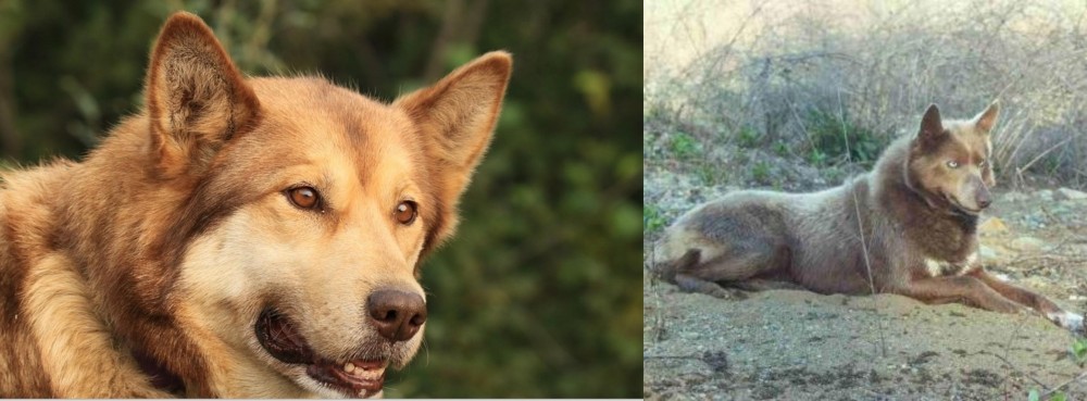 Tahltan Bear Dog vs Seppala Siberian Sleddog - Breed Comparison