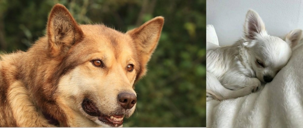 Tea Cup Chihuahua vs Seppala Siberian Sleddog - Breed Comparison