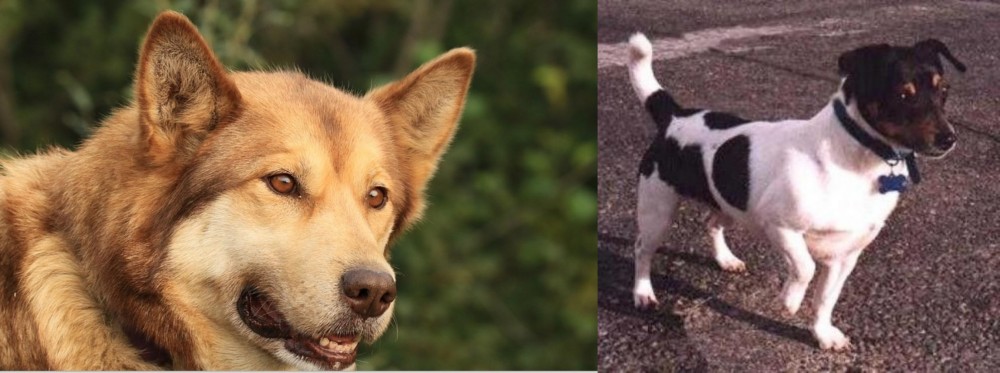 Teddy Roosevelt Terrier vs Seppala Siberian Sleddog - Breed Comparison