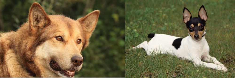 Toy Fox Terrier vs Seppala Siberian Sleddog - Breed Comparison