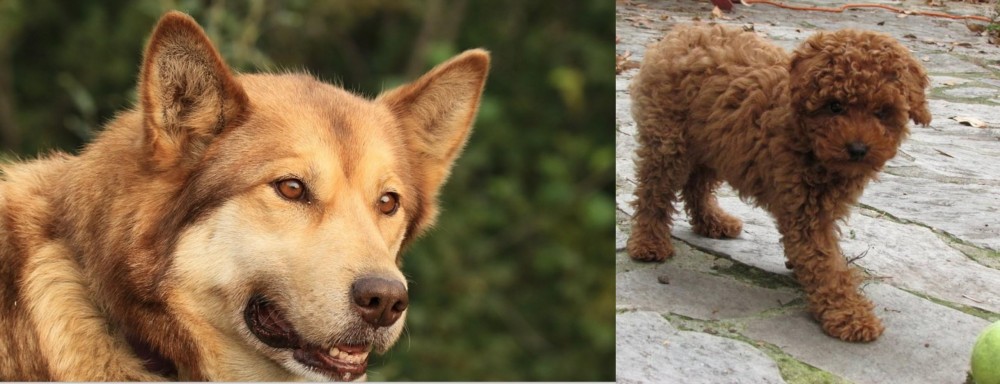 Toy Poodle vs Seppala Siberian Sleddog - Breed Comparison