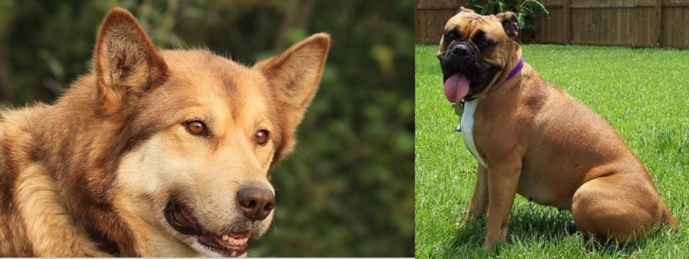 Valley Bulldog vs Seppala Siberian Sleddog - Breed Comparison