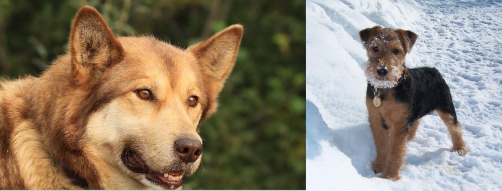 Welsh Terrier vs Seppala Siberian Sleddog - Breed Comparison