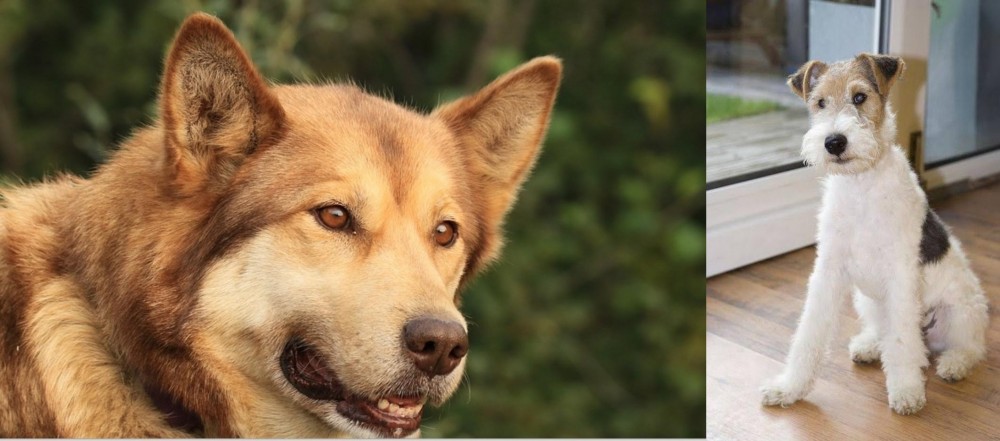 Wire Fox Terrier vs Seppala Siberian Sleddog - Breed Comparison