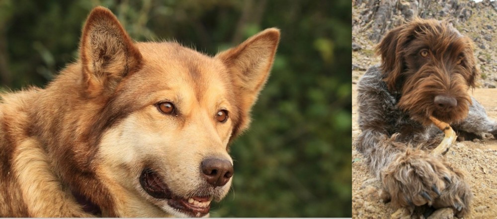 Wirehaired Pointing Griffon vs Seppala Siberian Sleddog - Breed Comparison