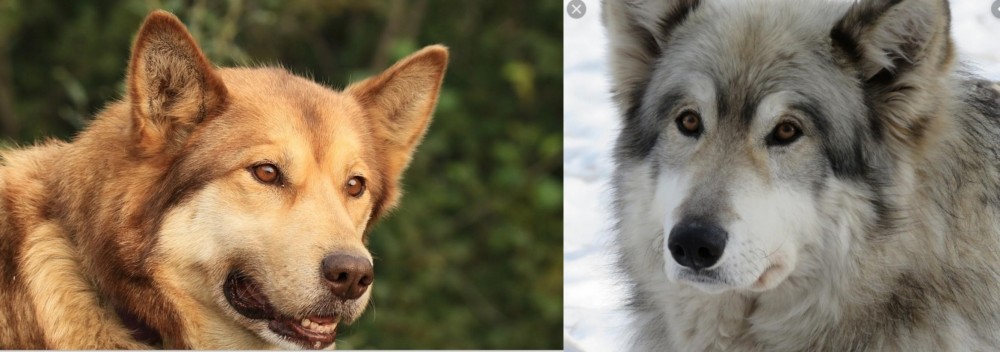 Wolfdog vs Seppala Siberian Sleddog - Breed Comparison