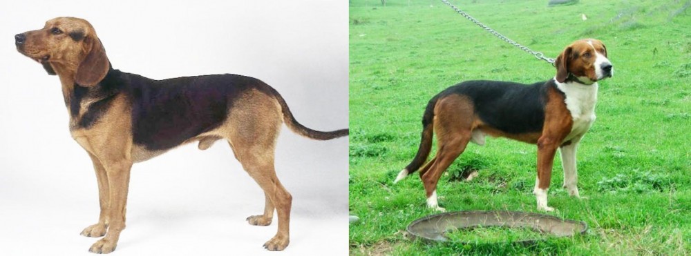 Serbian Tricolour Hound vs Serbian Hound - Breed Comparison