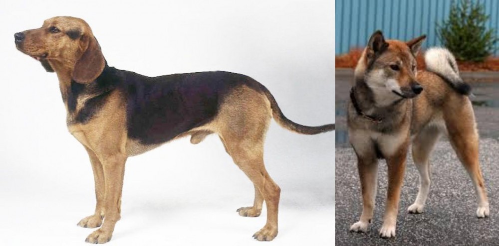 Shikoku vs Serbian Hound - Breed Comparison