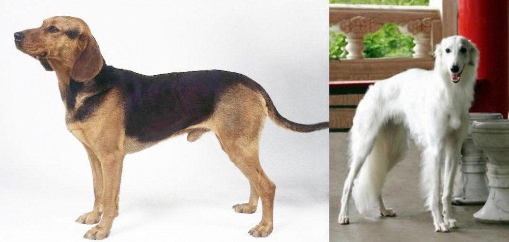 Silken Windhound vs Serbian Hound - Breed Comparison