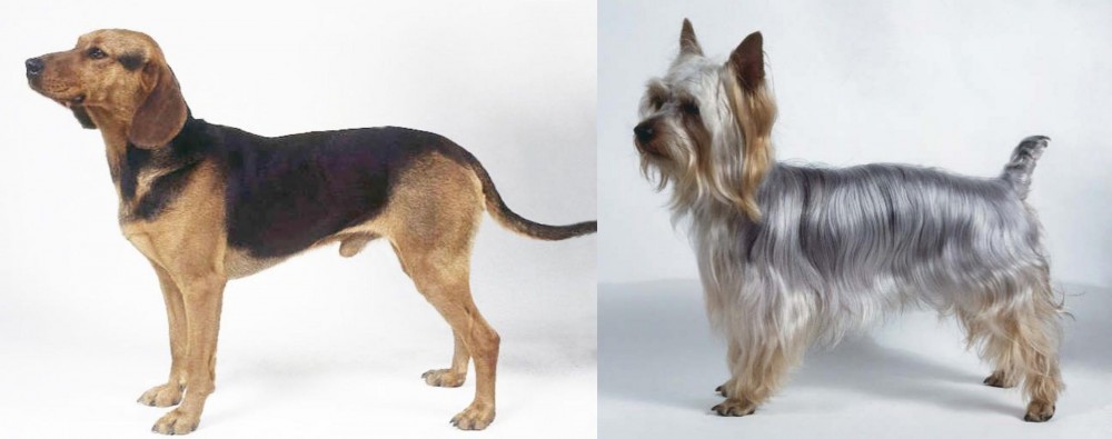 Silky Terrier vs Serbian Hound - Breed Comparison