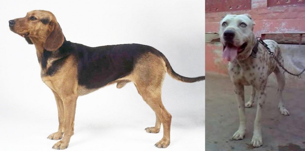 Sindh Mastiff vs Serbian Hound - Breed Comparison