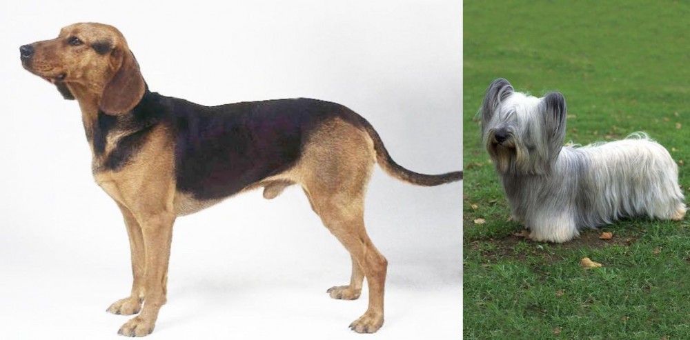 Skye Terrier vs Serbian Hound - Breed Comparison