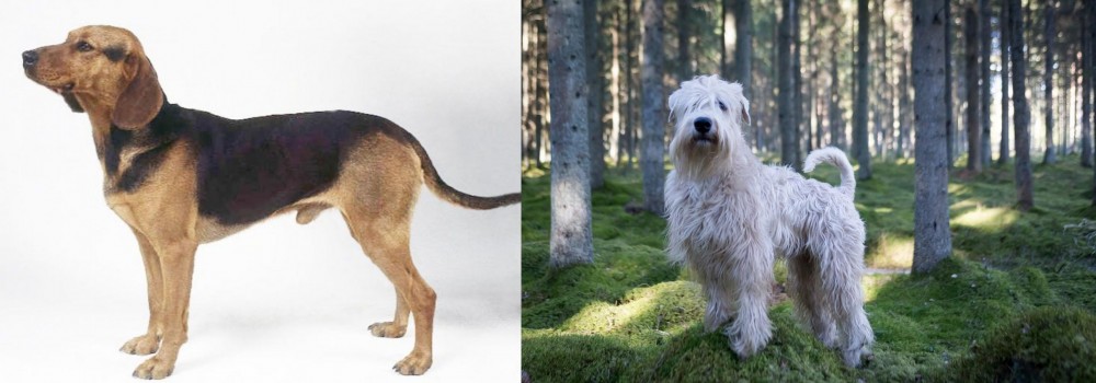 Soft-Coated Wheaten Terrier vs Serbian Hound - Breed Comparison
