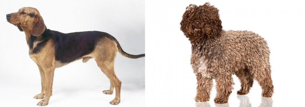 Spanish Water Dog vs Serbian Hound - Breed Comparison