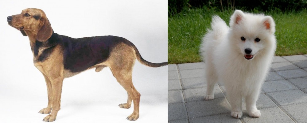 Spitz vs Serbian Hound - Breed Comparison