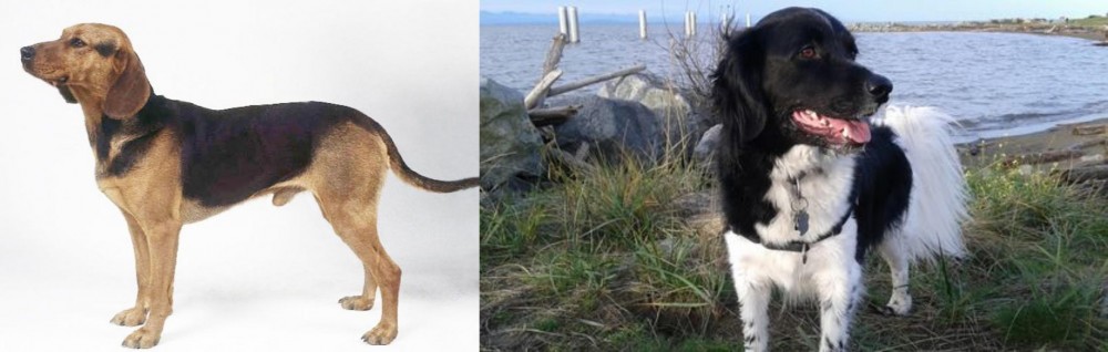 Stabyhoun vs Serbian Hound - Breed Comparison