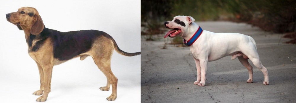 Staffordshire Bull Terrier vs Serbian Hound - Breed Comparison