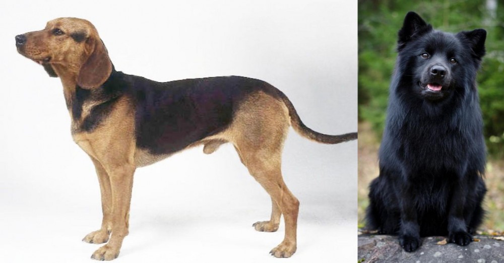 Swedish Lapphund vs Serbian Hound - Breed Comparison